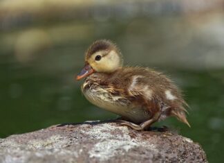 Jaki puch nie uczula?