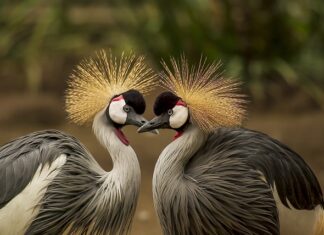 Jak włożyć pierze do wsypy?