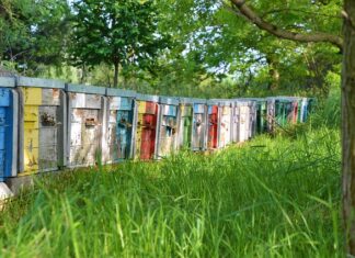 Z jakiego ula najwięcej miodu?