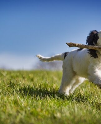 Jak odzyskać ciepło z kozy?